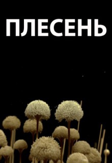 Смотреть фильм Плесень